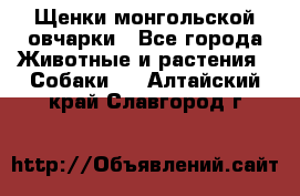 Щенки монгольской овчарки - Все города Животные и растения » Собаки   . Алтайский край,Славгород г.